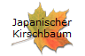 Japanischer
Kirschbaum