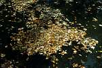 Herbstbl�tter