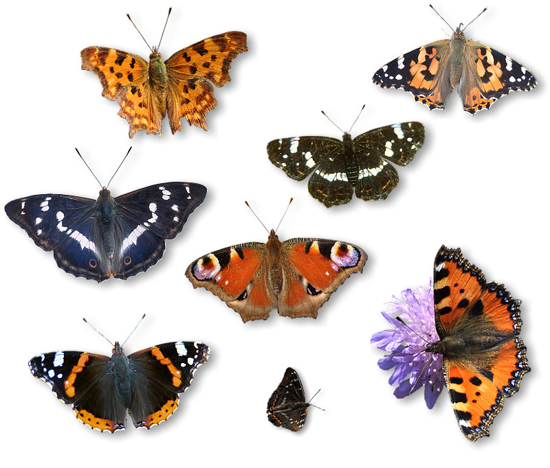 edelfalter_7 edelfalter_7