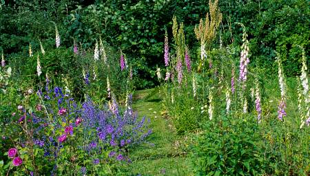 A Foxglove Garden