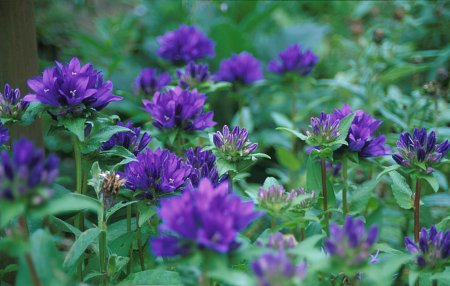 Campanula glomerata
