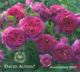David Austin