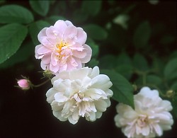 Paul's Himalayan Musk Paul's Himalayan Musk
