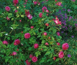 Reines des Violettes