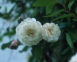 Felicite et Perpetue