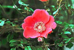 Rosa moyesii