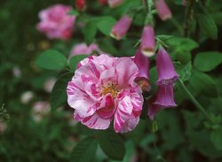 Rosa Mundi