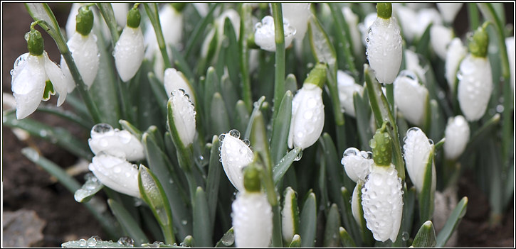 schneegloeckchen_2012_1