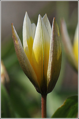 wilde_tulpe_2