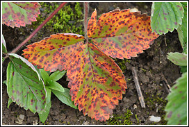 erdbeeren_herbst