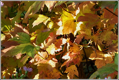 herbst_2012