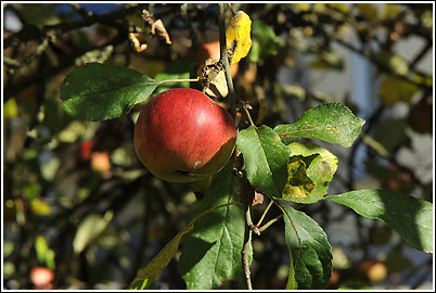 apfel_2012
