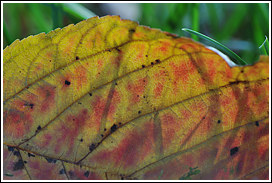 herbstlaub_2012