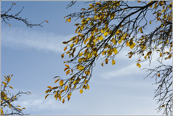 herbstlaub_2012_1