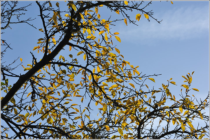 herbstlaub_2012_2