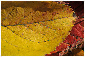 herbstlaub_2012_3