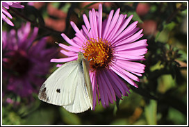 kleiner_kohlweissling_2012