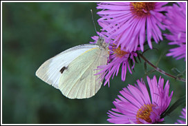 grosser_kohlweissling_2014