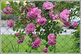 chaplins_pink_climber