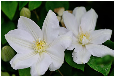clematis