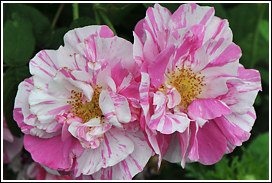 rosa_mundi_2014