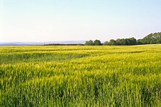 Plateau Gerste Mai 2001