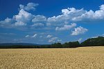 Plateau Weizen Juli 2003