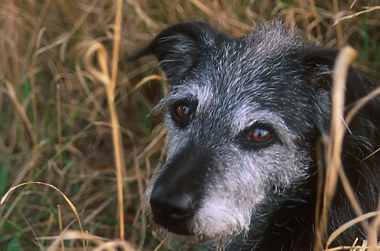 Henry, September 2003