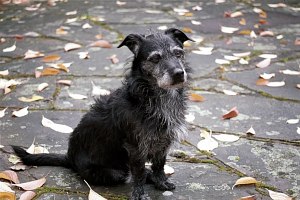 Henry, herbstliches Laub
