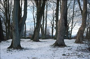 M�rchenwald