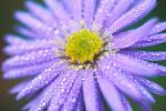 Aster