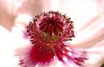 Papaver orientale