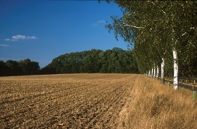 Feld