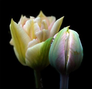 Tulpe 