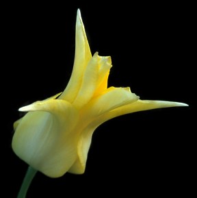 Tulipa 