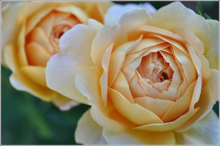 golden_celebration_2010