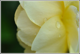 golden_celebration_2010_5