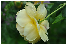 golden_celebration_2010_6