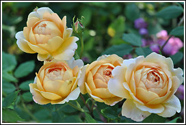 golden_celebration_2010_7