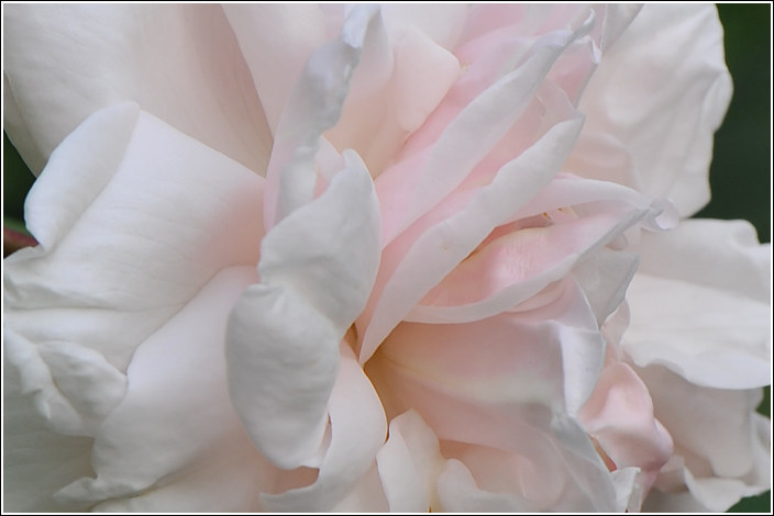 Madame Alfred Carriere