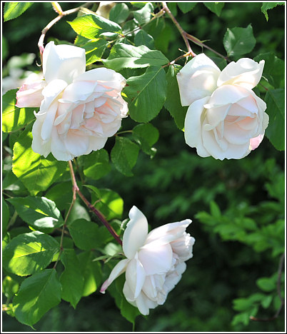 mme_alfred_carriere_3