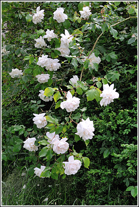 mme_alfred_carriere_4