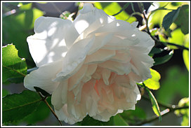 mme_alfred_carriere_6