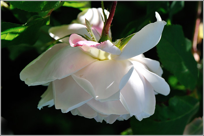 Madame Alfred Carriere