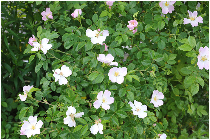Rosa canina