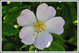 Rosa Canina