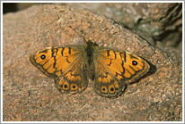 mauerfuchs_2002_preview