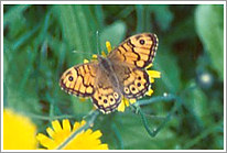 mauerfuchs_2003_preview