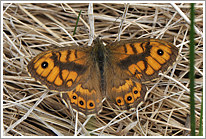 mauerfuchs_2011_1_preview