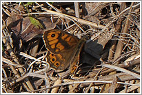 mauerfuchs_2011_2_preview